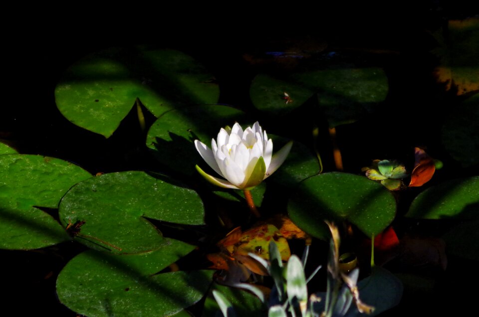 Water lilies pond white flower