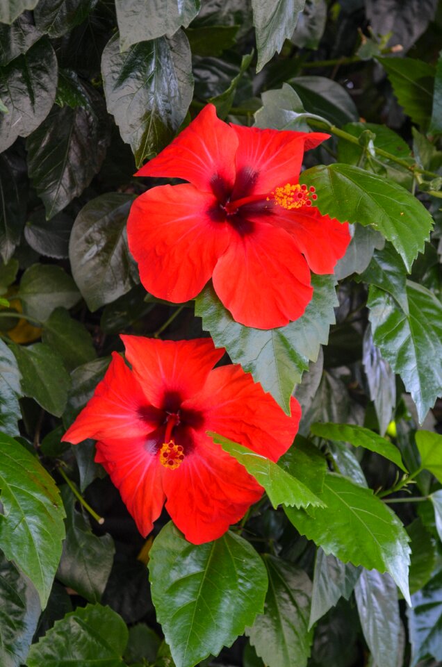 Flowers flower summer