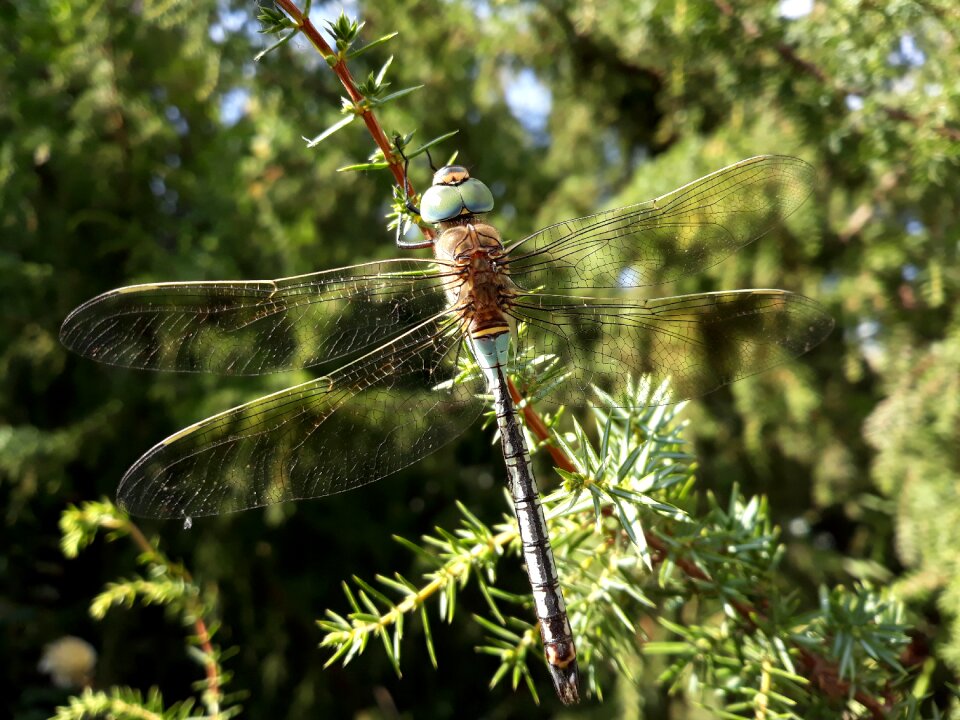 Insects nature transparent
