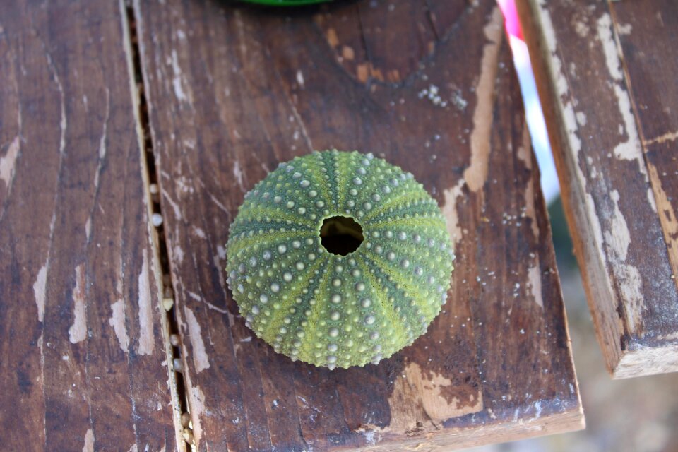 Green summer