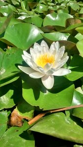 Plants white petals