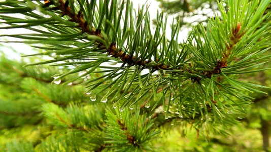 Needles forest nature
