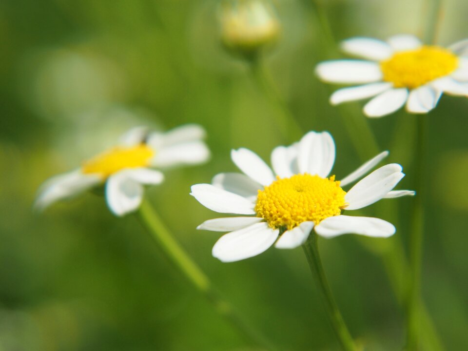 Magarite petals botany