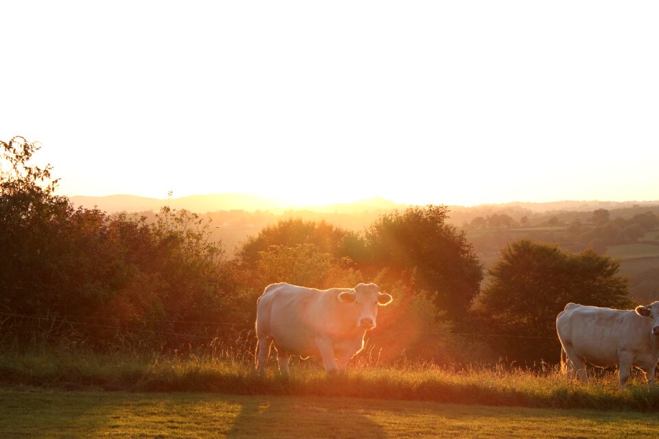 Mammals pastures pre