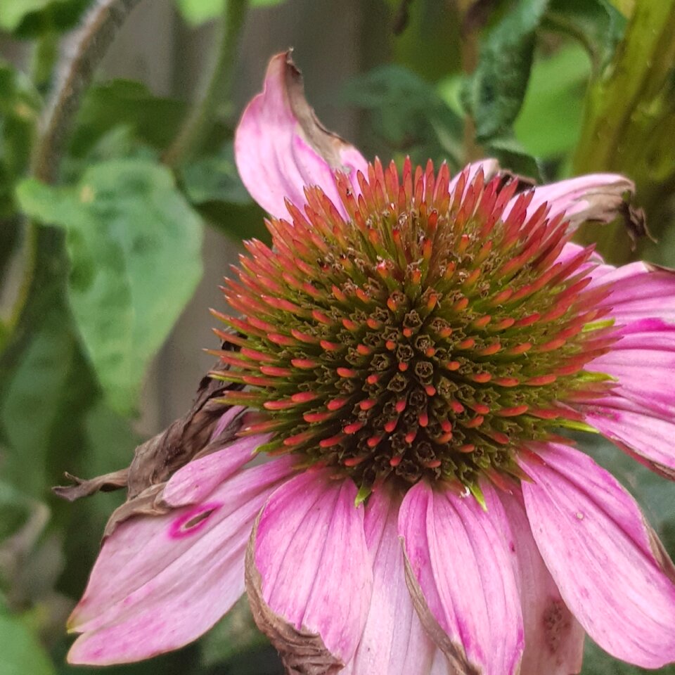 Sun god garden plant