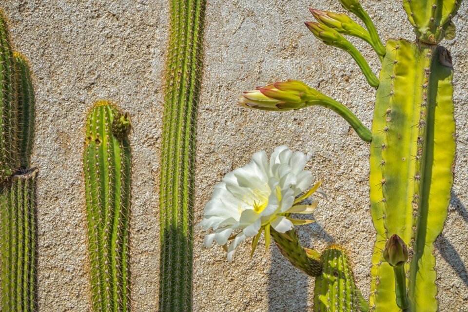 White flowers beautiful summer