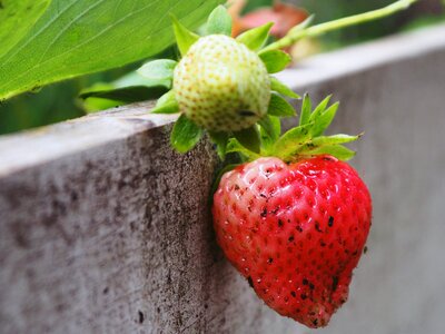 Sweet red fruits photo