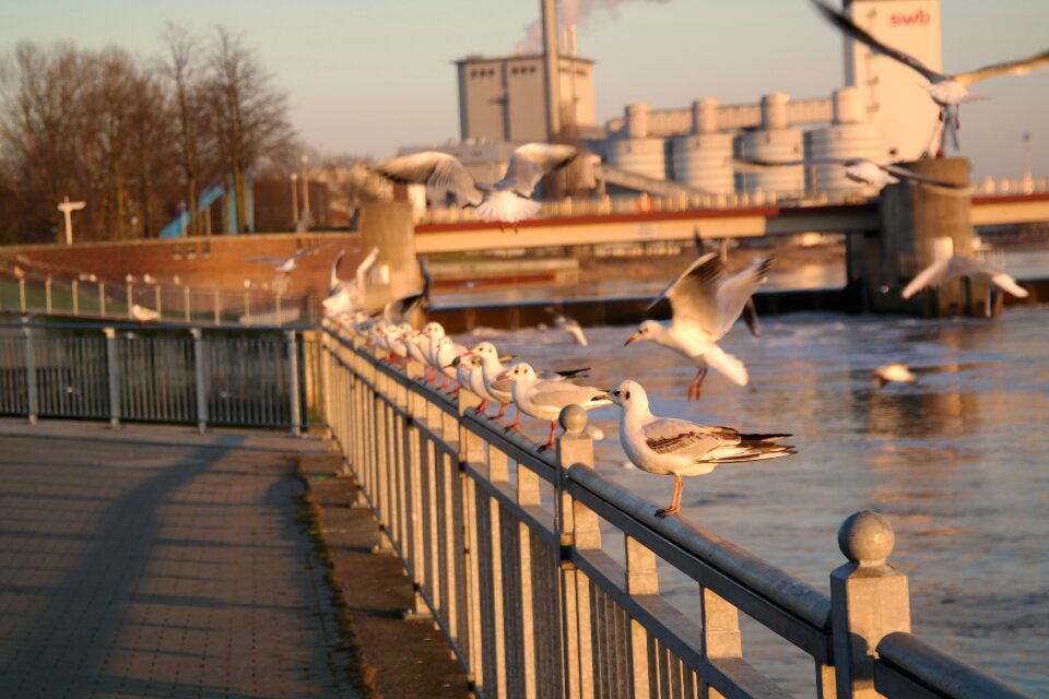 Bremen weser weir sunset