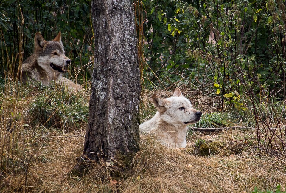Mammal nature animal world