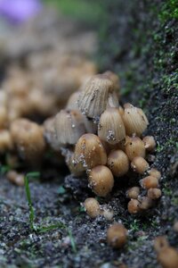 Nature forest plant