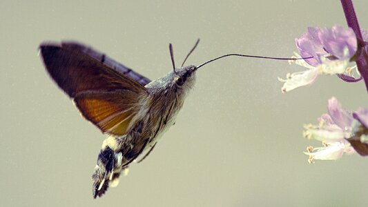 Insect pollination flower