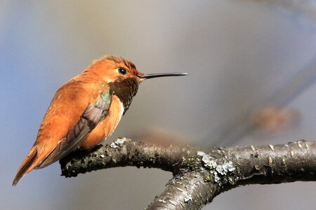 Wildlife nature