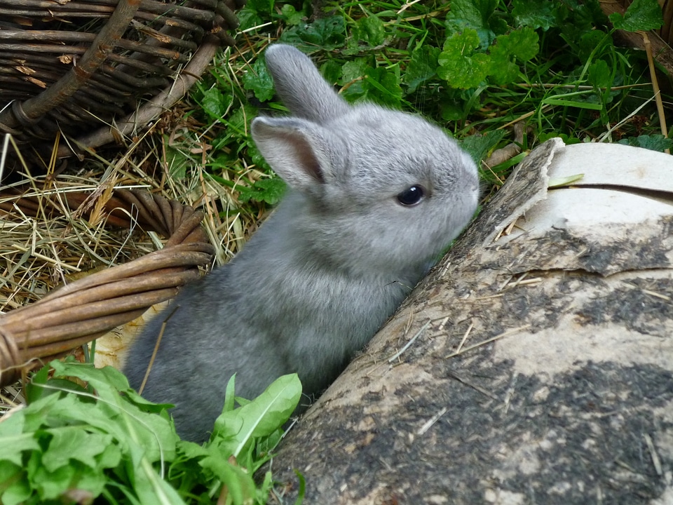 Young animal rodent