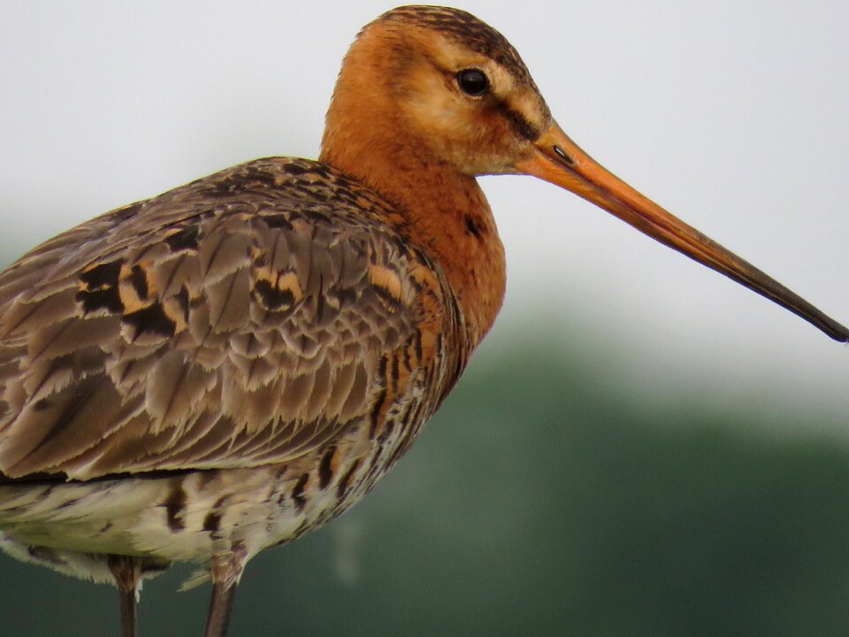 Black-tailed godwit bird nature