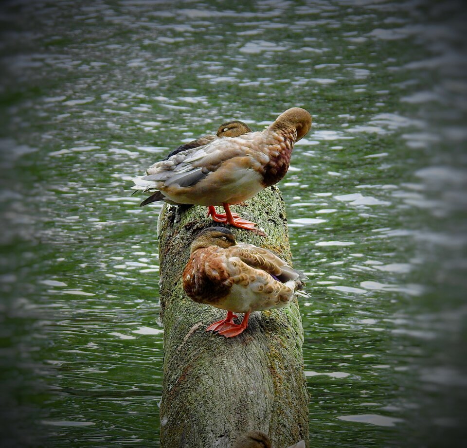 Trunk water lake