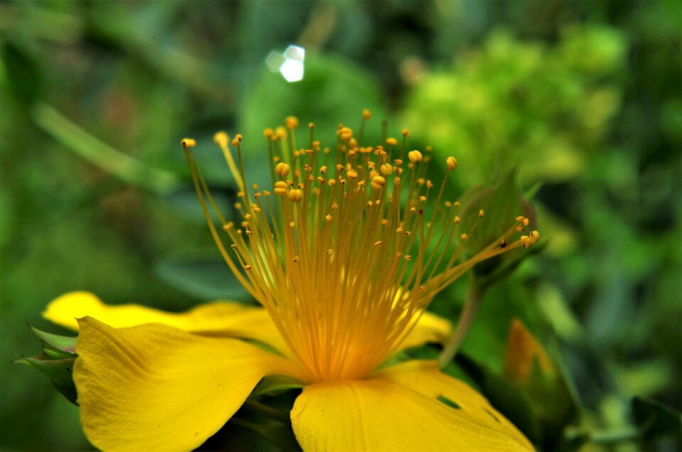 St john's wort stamens macro