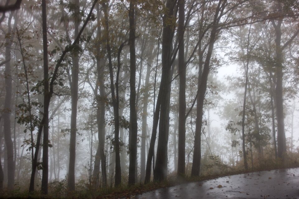 Nature mood foggy