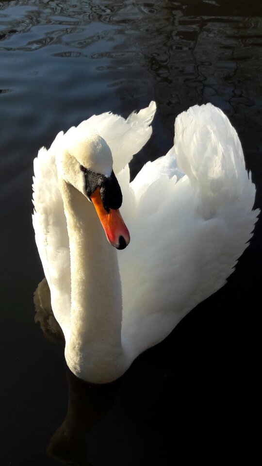 Plumage lake water