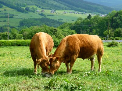 Cow prairie cattle