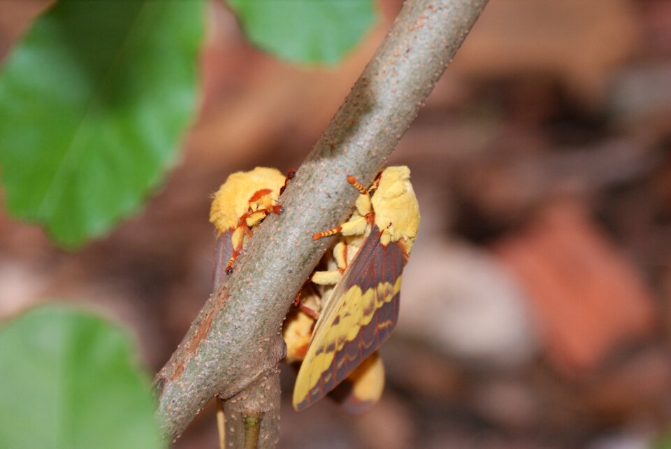 Nature wings insect