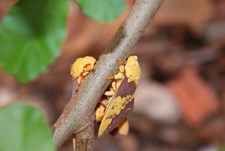 Nature wings insect