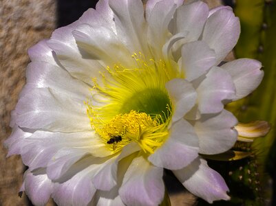 Flower of cactus bee petals photo