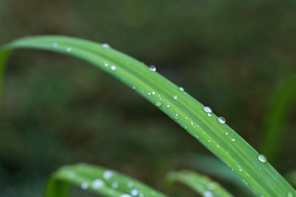 Wet water green