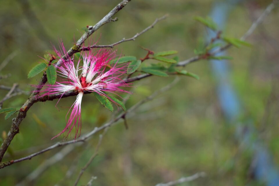 Nature flower soil spring