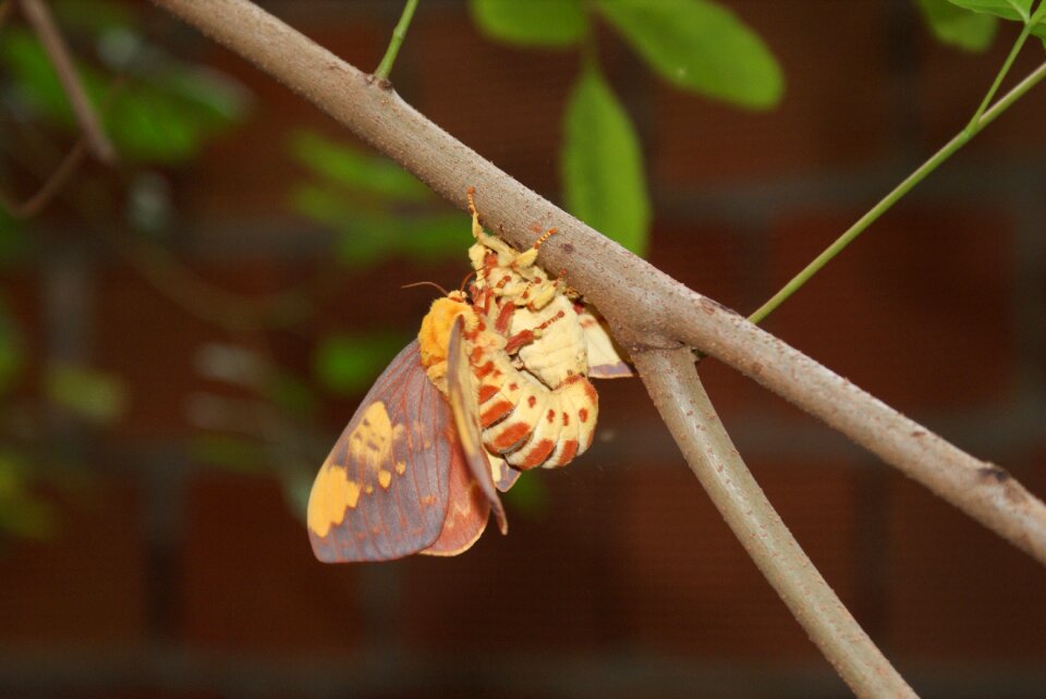 Nature wings insect
