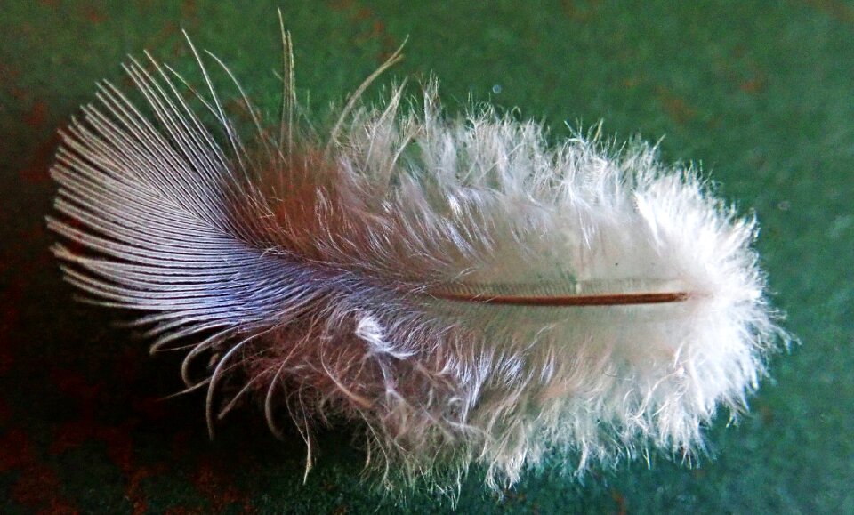 Fluffy plumage bird