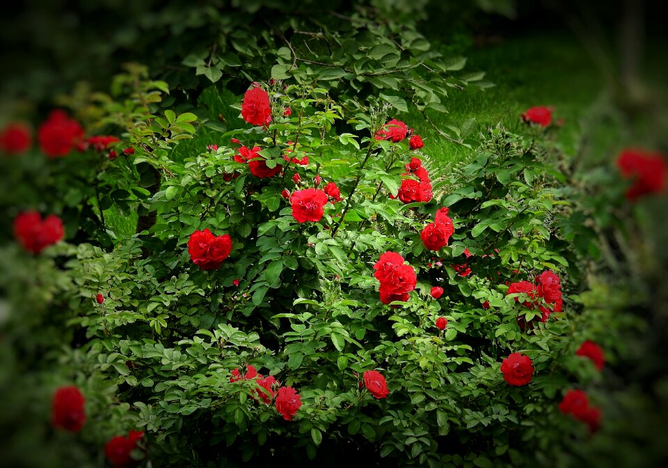 Garden love summer