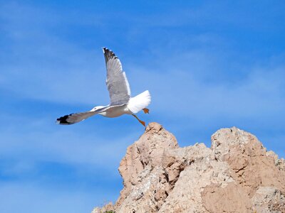 Seagull cala ratjada mallorca