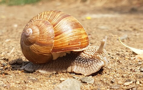 Worm snails conch