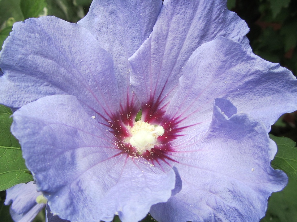 Petal macro floral photo