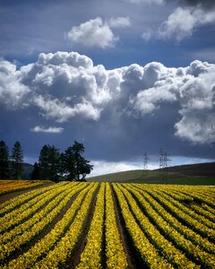 Scotland crops countryside photo