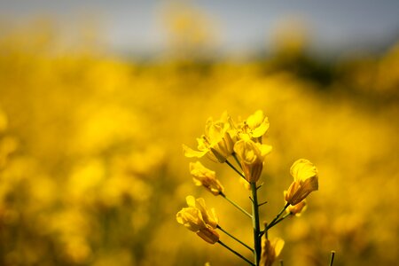 Nature landscape yellow
