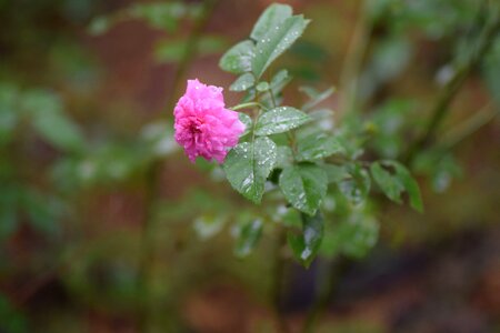 Nature rose