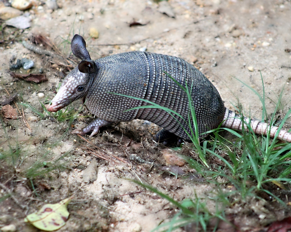 Long-nosed armadillo mammal animal