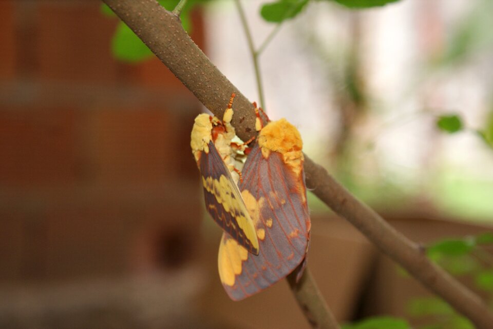 Nature wings insect