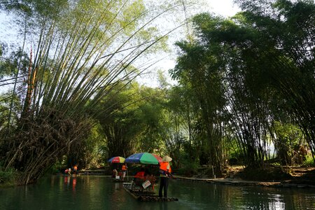 Bamboo raft yulong river bamboo forest photo