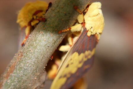 Nature wings insect