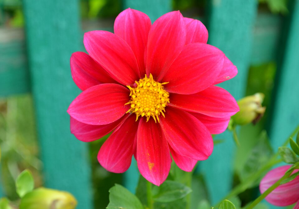 Pink flora color