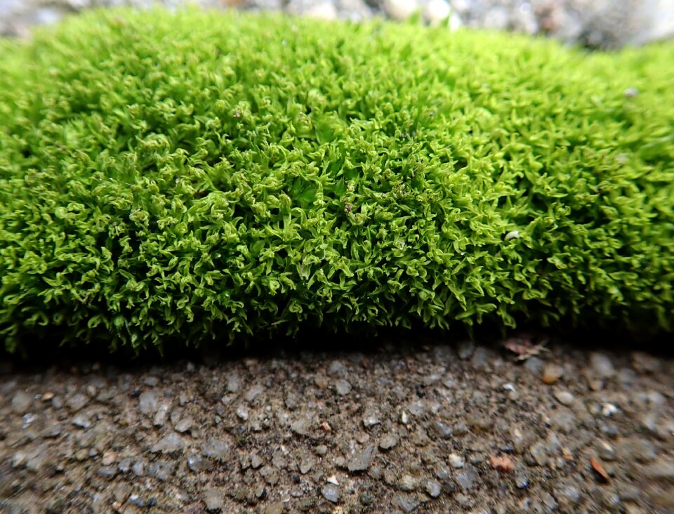 Plant path nature