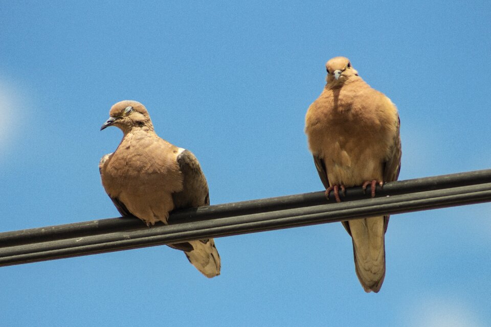 Colombe zenaida macroura columbidae