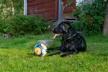 Retriever cute