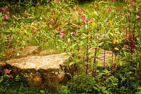 Summer plant field photo