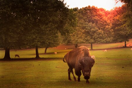 Texas meadows buffalo