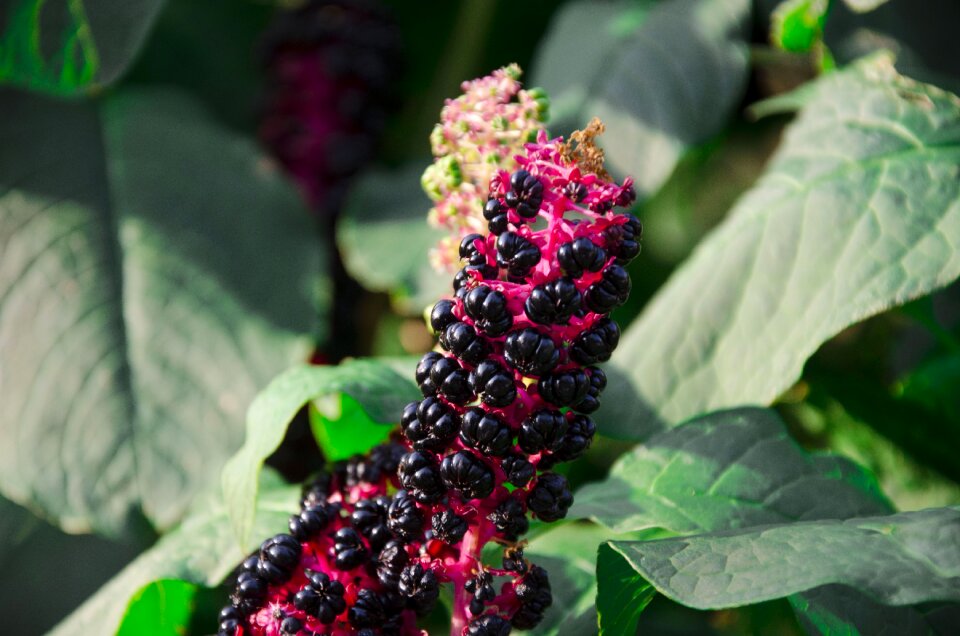 Pokeweed plant nature
