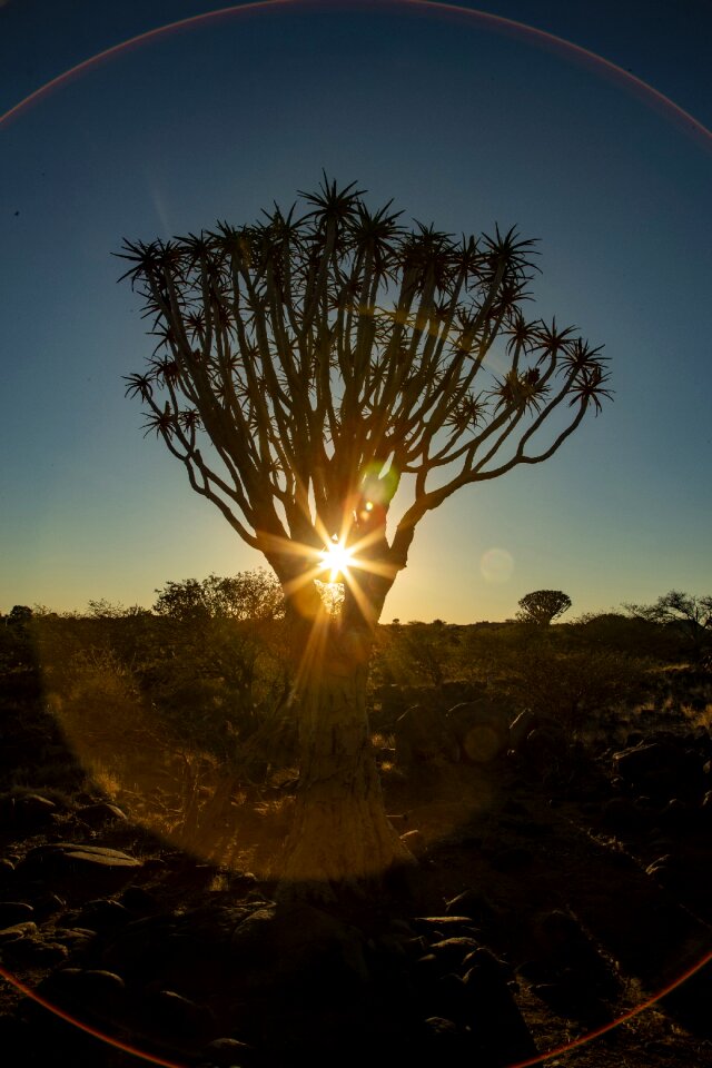 Safari nature landscape