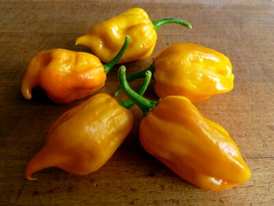 Feferon peppers chilli paprička photo